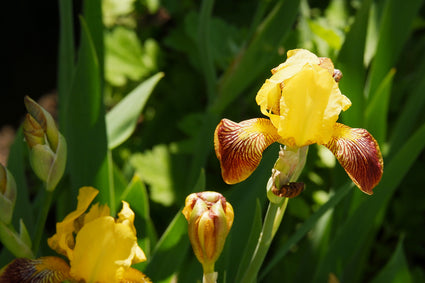 Baardiris - Iris germanica 'Rajah'