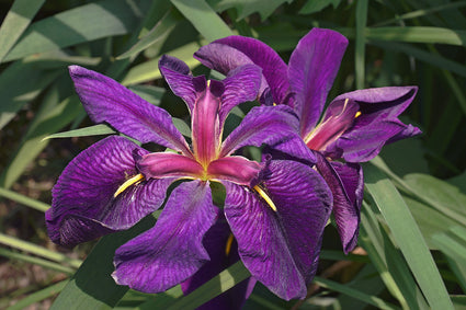 Amerikaanse Iris - Iris louisiana 'Black Gamecock'