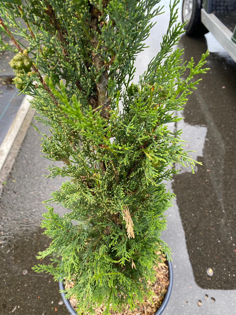 Italiaanse Cipres - Cupressus sempervirens 'Pyramidalis'