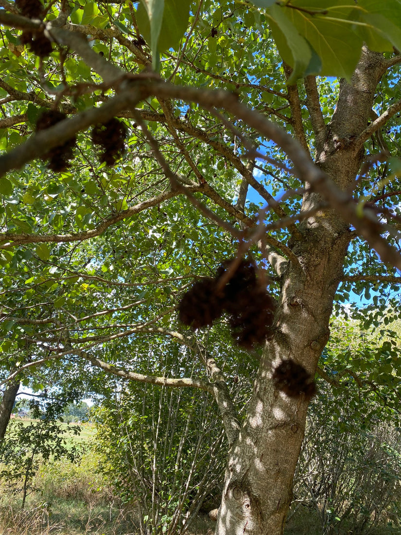 Italiaanse els - Alnus cordata