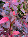 Bloemwilg prachtige herfstkleuren