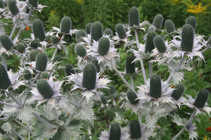 Ivoordistel-Eryngium-giganteum.jpg