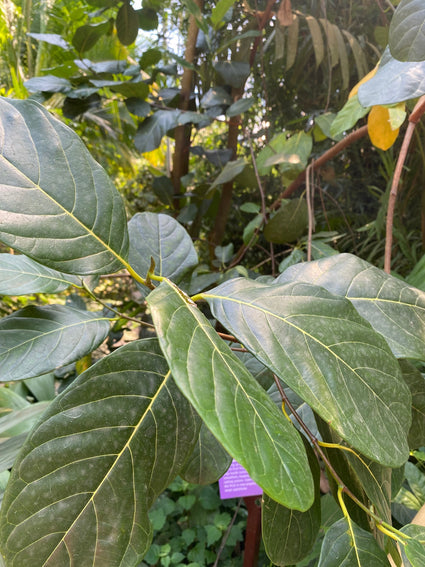 Jackfruit - Artocarpus heterophyllus