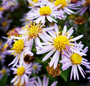 Japanse dwergaster - Aster ageratoides 'Ashvi'