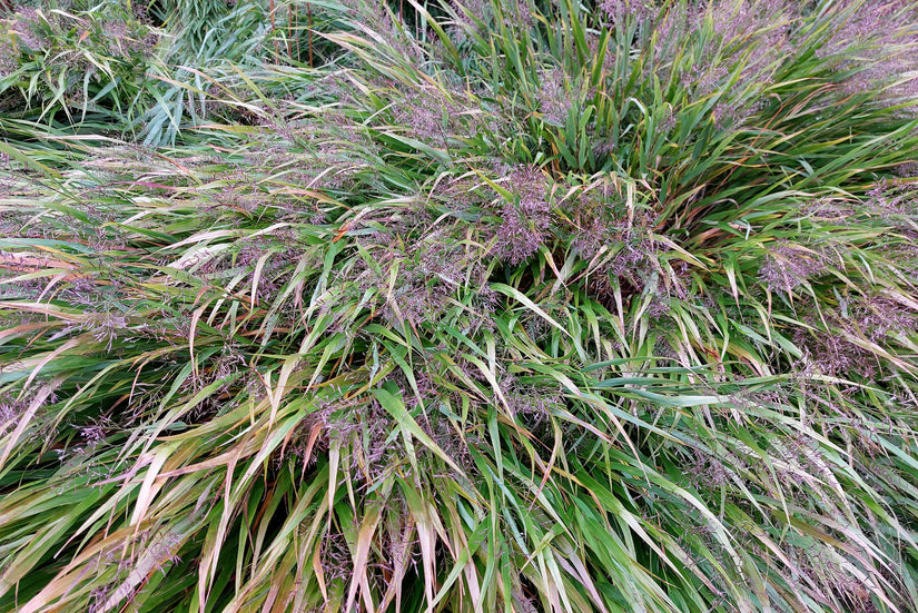 Japans siergras - Hakonechloa macra in de herfst