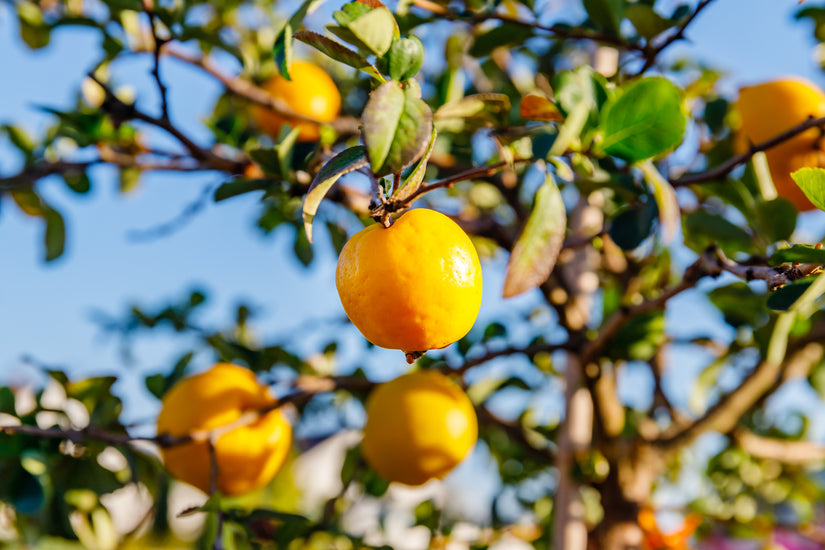 Japanse Dwergkwee - Chaenomeles superba 'Salmon Horizon'