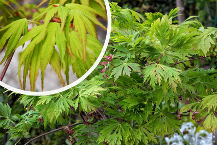 Japanse Esdoorn - Acer japonicum 'Aconitifolium'