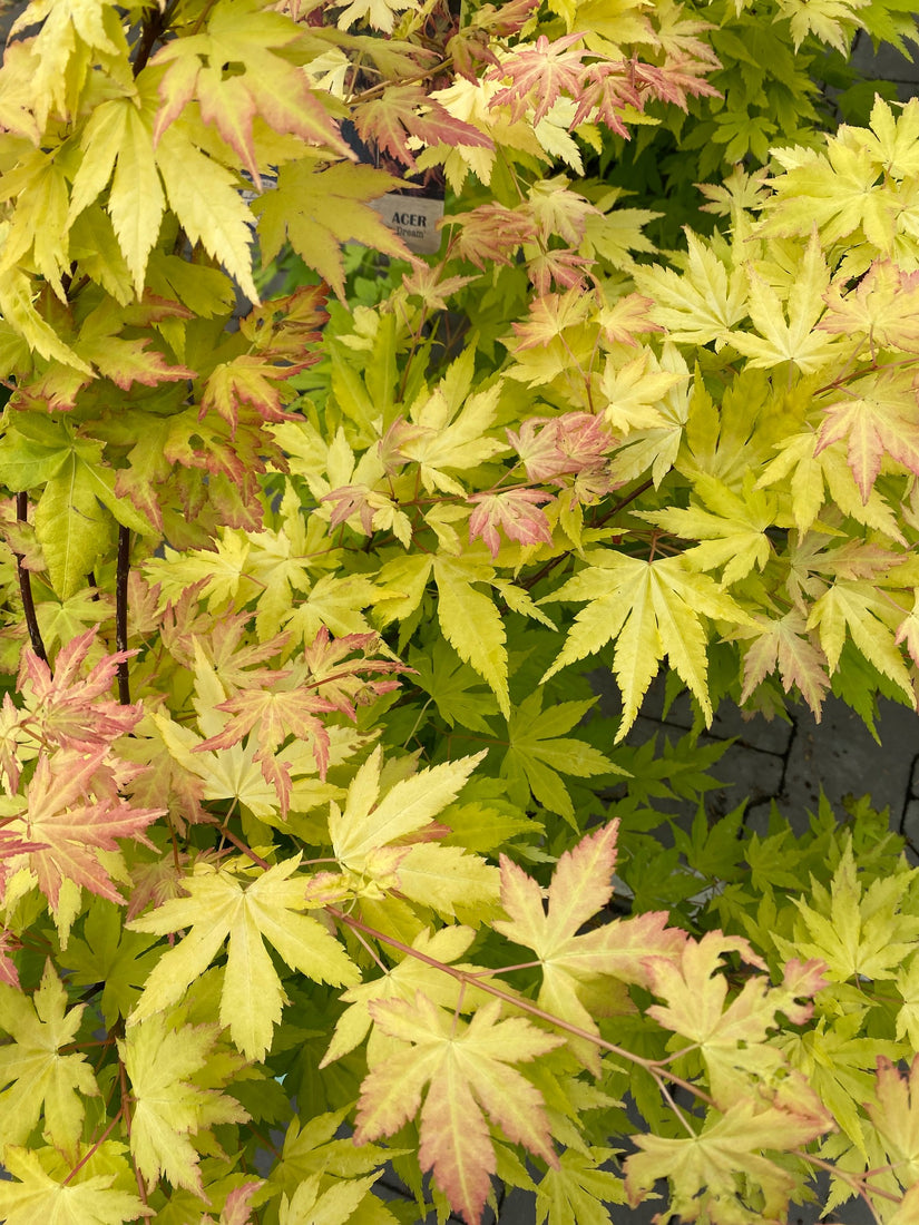 Japanse Esdoorn - Acer palmatum 'Orange Dream'