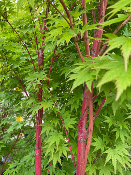 Japanse-Esdoorn-Acer-palmatum-Sangokaku.jpg