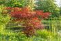 Japanse Esdoorn - Acer palmatum 'Atropurpureum' kopen.jpg