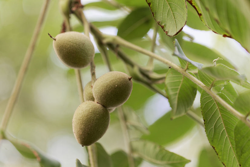 Japanse Hartnoot - Juglans ailantifolia ‘Imshu’