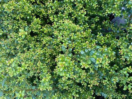 Japanse Hulst - Ilex crenata 'Glory gem'