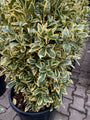 Japanse Kardinaalsmuts - Euonymus japonicus 'Bravo'