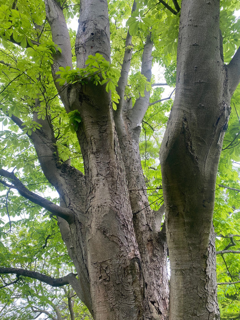 Japanse Paardenkastanje - Aesculus turbinata