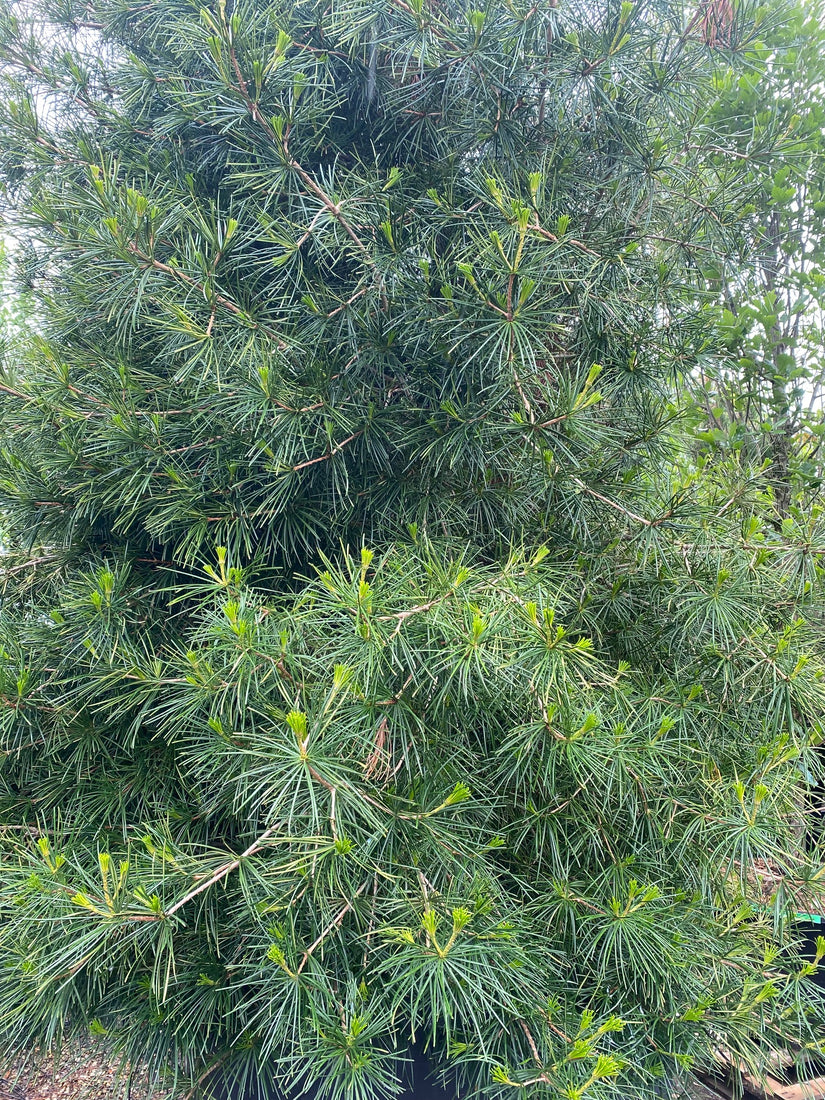 Japanse Parasolden - Scidopitus verticaliata