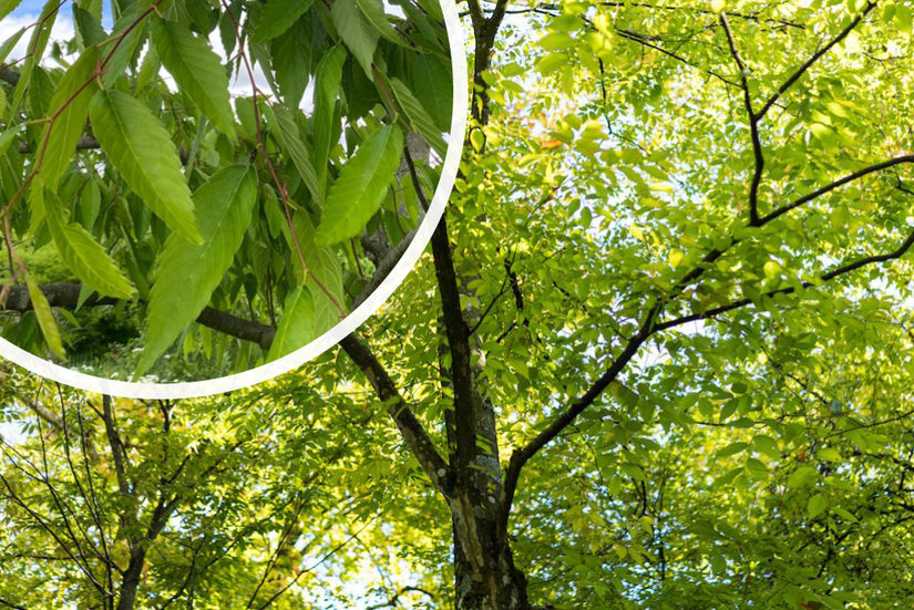 Japanse Schijniep - Zelkova serrata