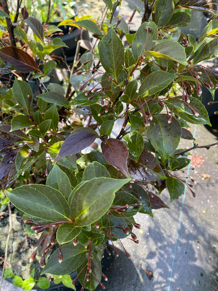 Japanse Storax - Styrax japonicus 'Evening Light'