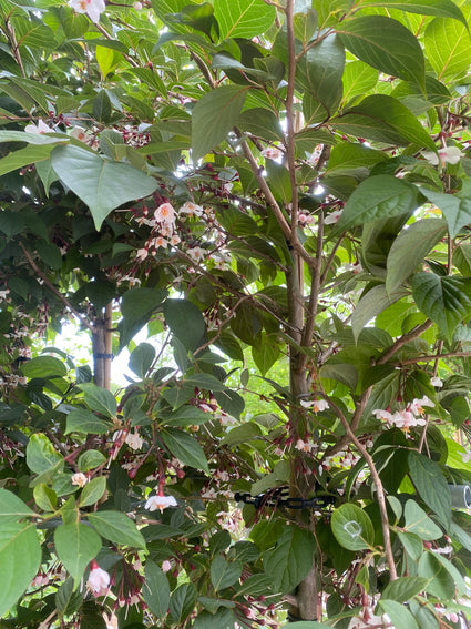 Japanse Storaxboom - Styrax japonicus 'Purple Haze'