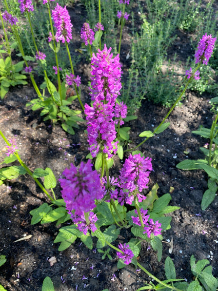 Japanse andoorn - Stachys affinis