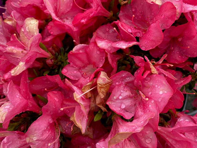 Japanse azalea - Rhododendron 'Anouk'