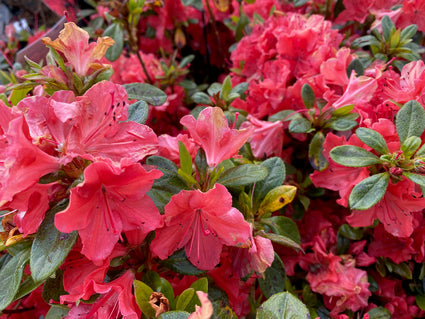 Japanse azalea - Rhododendron 'Geisha Orange'