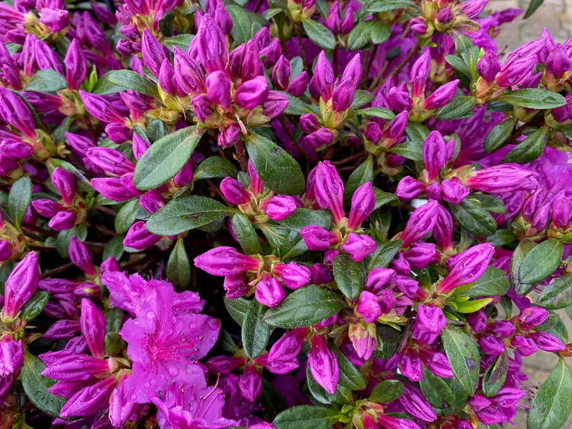 Japanse azalea - Rhododendron 'Koningsstein'