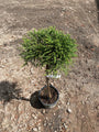 Japanse cipres - Cryptomeria japonica 'Little Champion'