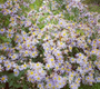 Japanse dwergaster - Aster ageratoides 'Ashvi' bloei