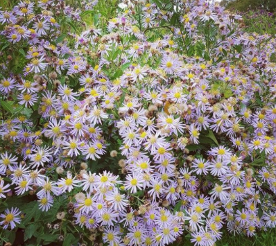 Japanse dwergaster - Aster ageratoides 'Ashvi' bloei