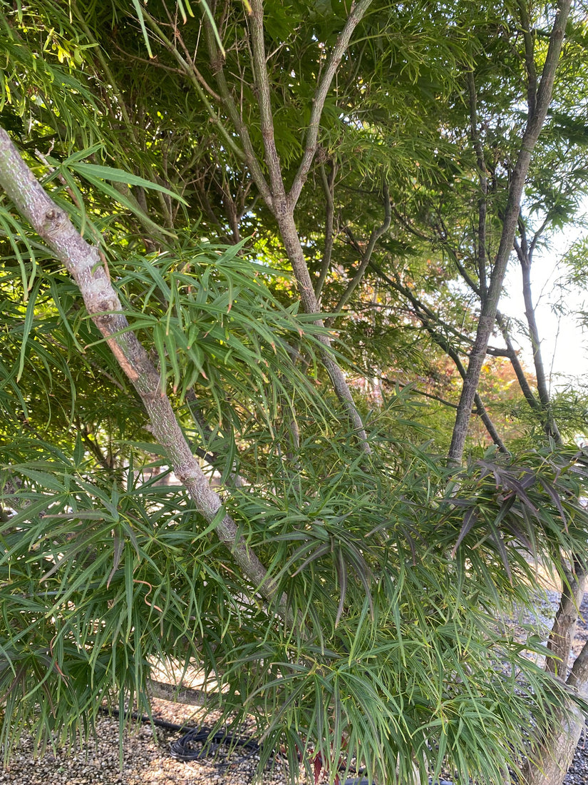 Acer palmatum 'Linearilobum' middelgrote, compacte boom