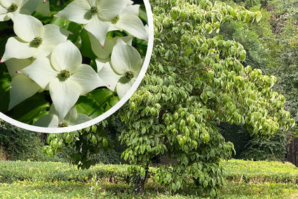 Japanse grootbloemige Kornoelje - Cornus kousa 'Girard's dwarf'