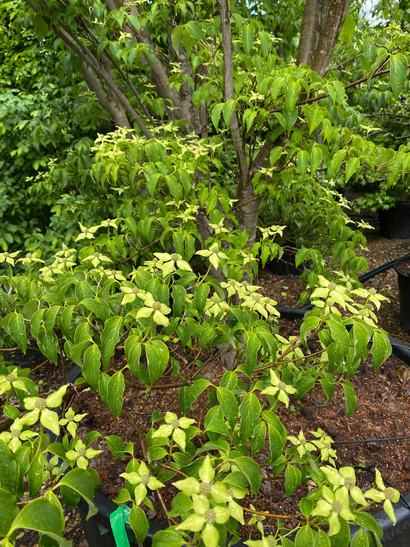 Cornus kousa 'Bodnant' - Bloei