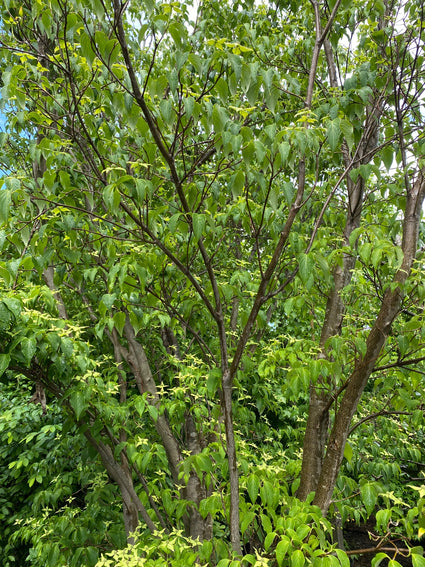 Japanse grootbloemige Kornoelje - Cornus kousa 'Bodnant'