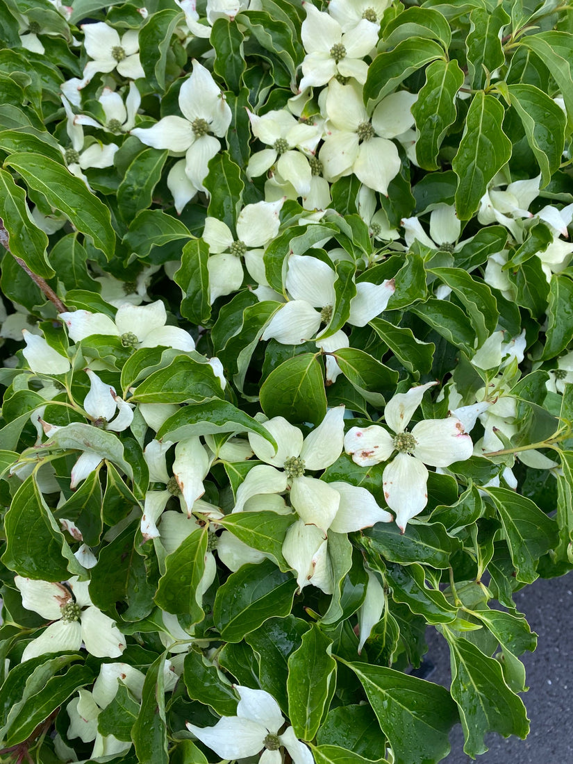 Japanse grootbloemige kornoelje - Cornus kousa 'China Girl'