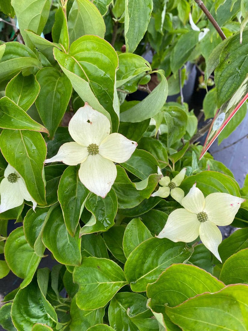 Cornus kousa 'Girard's dwarf' in bloei