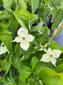 Cornus kousa 'Girard's dwarf' in bloei