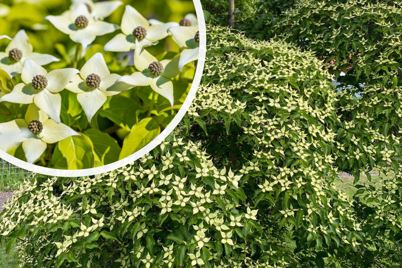 Japanse grootbloemige kornoelje - Cornus kousa 'Milky Way'