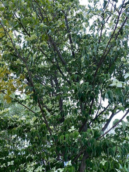 Japanse grootbloemige kornoelje - Cornus kousa 'National'