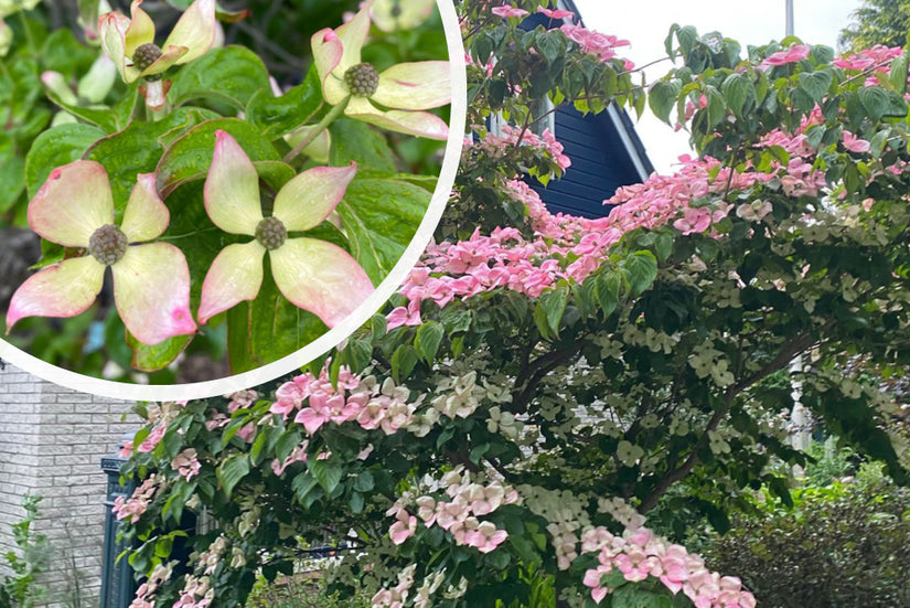 Japanse grootbloemige kornoelje - Cornus kousa 'Satomi'