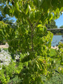 Struik Cornus kousa chinensis