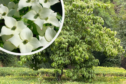 Japanse grootbloemige kornoelje - Cornus kousa