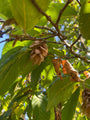 Japanse hopbeuk - Ostrya japonica