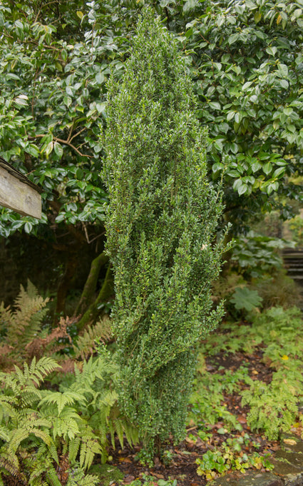 Japanse-hulst-Ilex-crenata-Fastigiata.jpg