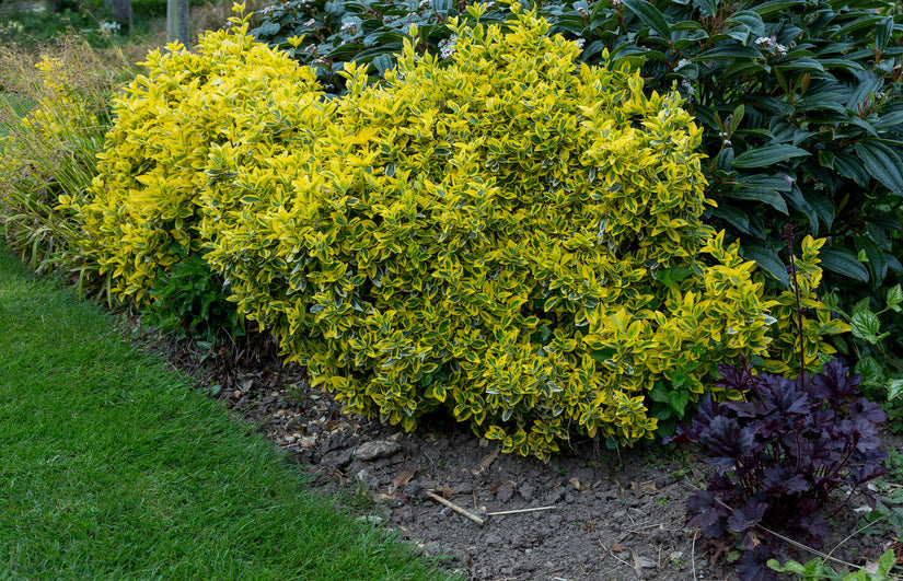 Japanse kardinaalsmuts - Euonymus fortunei 'Emerald 'n Gold'