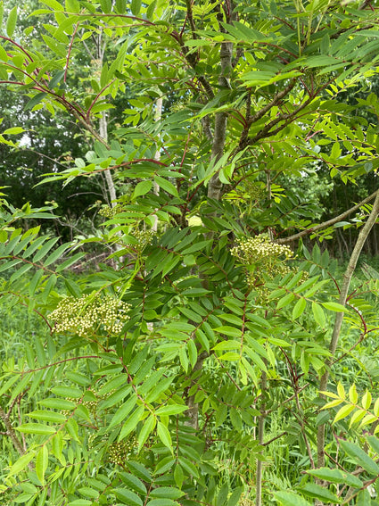 Detail Japanse lijsterbes - Sorbus commixta