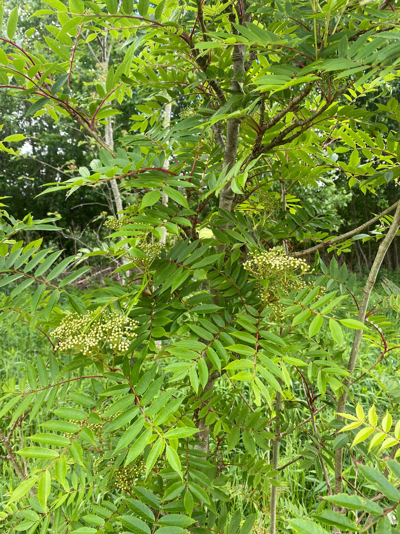 Detail Japanse lijsterbes - Sorbus commixta