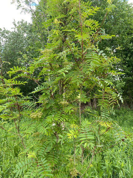 Japanse lijsterbes - Sorbus commixta