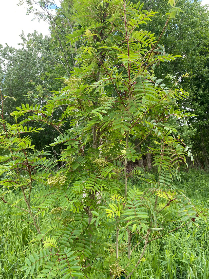 Japanse lijsterbes - Sorbus commixta