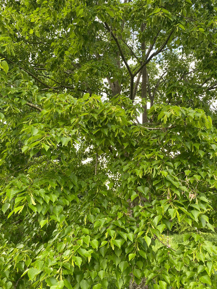 Japanse linde - Tilia cordata japonica