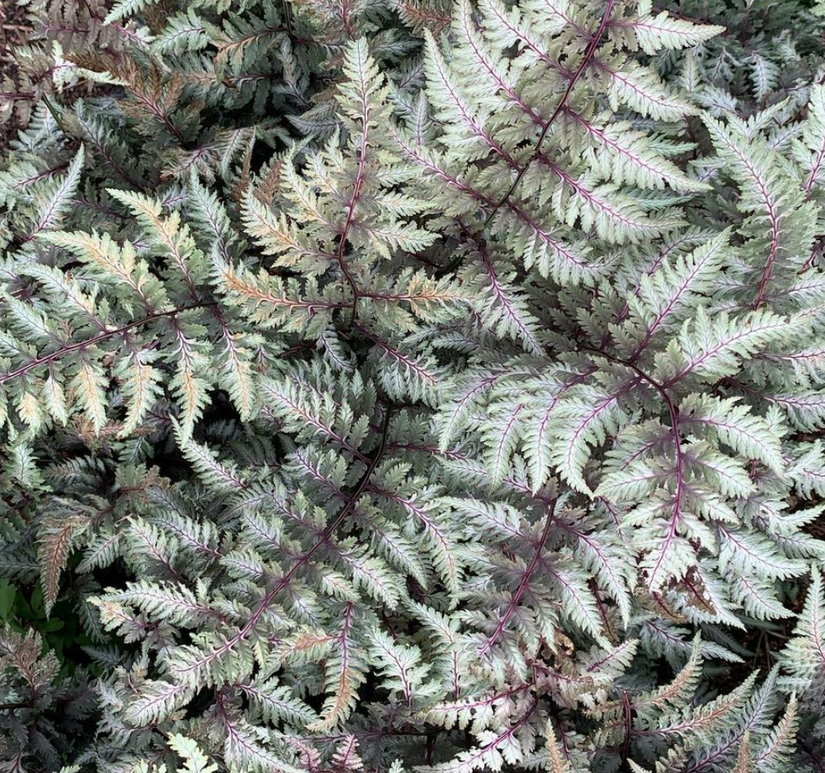 Japanse regenboogvaren - Athyrium niponicum 'Pictum'